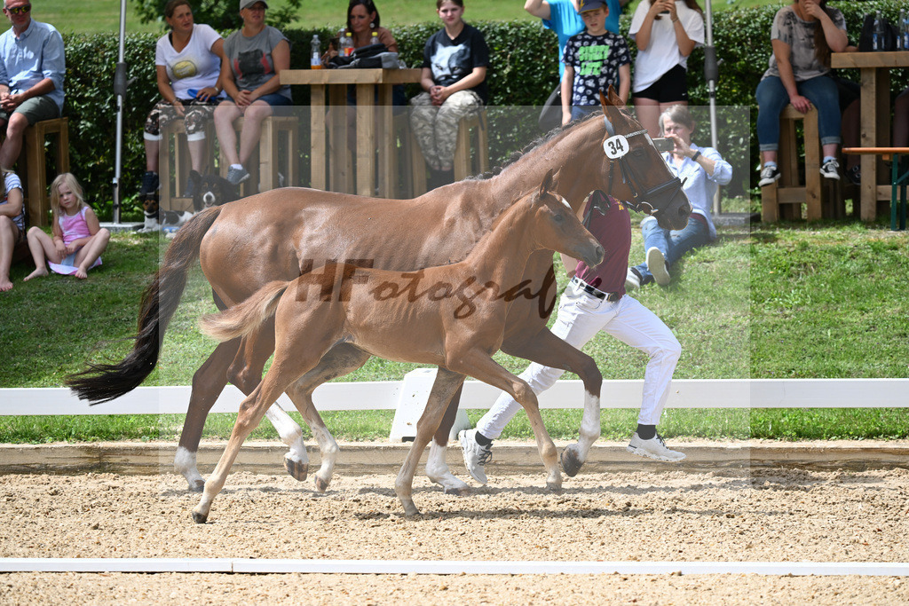 Kat-Nr. 34 SF Floricello x Del Piero_Wackerl_27230546 | hf-fotografie - Realisiert mit Pictrs.com
