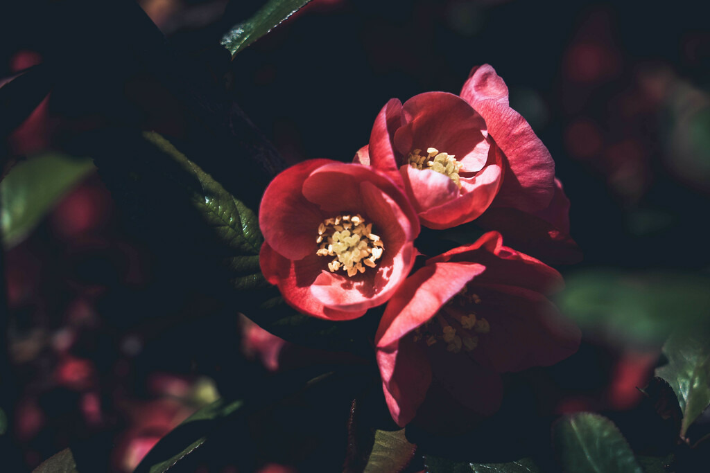 DSC09325-lightroom | Fotografie, Dresden, Marcus Wagner, Landschaftsfotografie, Tierfotografie, Architekturfotografie - Realisiert mit Pictrs.com