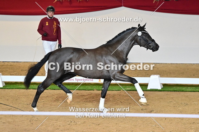 68_Secret - Dancier_787_4599 | Björn Schroeder Pferdefotografie