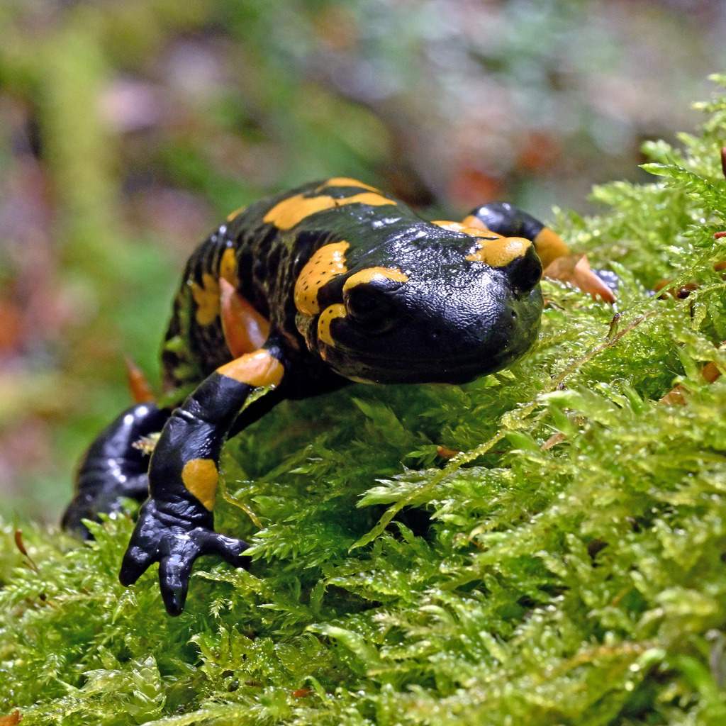 Salamander12q | lucisnaturbilder - Realisiert mit Pictrs.com