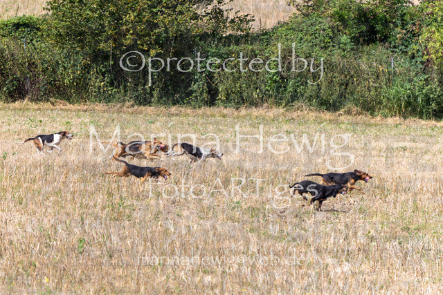 Jagd Wittenberg_MarinaHewig_MCH6494 | Fotografie, FotoArt, PferdesportArt, Pferdesportfotografie, Landschaftsfotografie, Reisefotografie, Reise, Pferde - Realisiert mit Pictrs.com