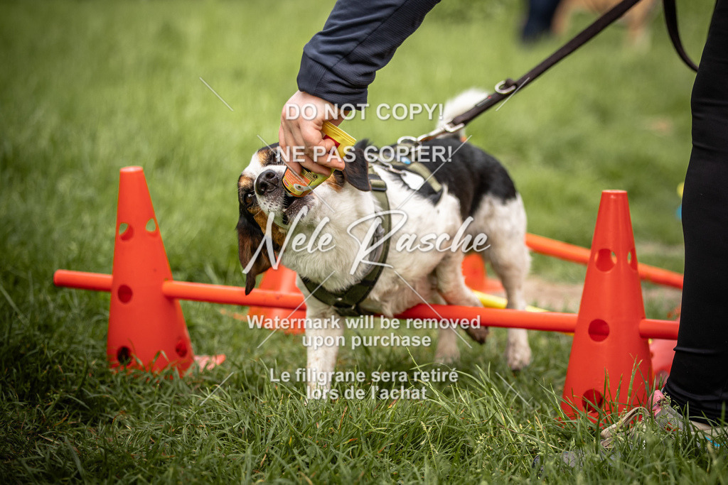 nelerasche_So-earlydog_50 | nelerasche