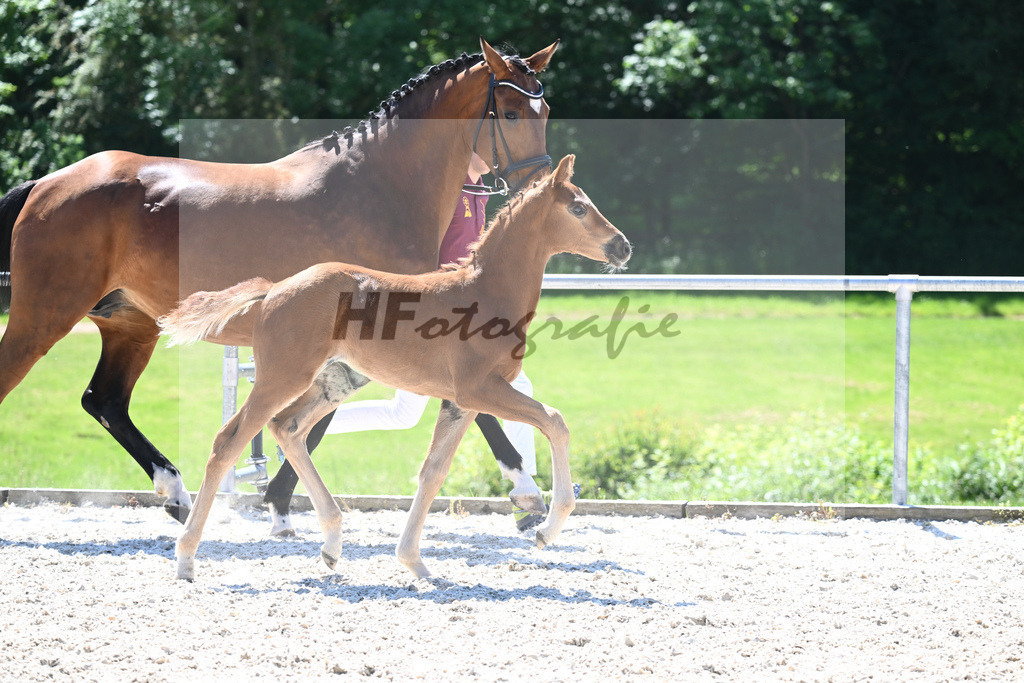 Kat-Nr. 18 SF Juwel_Engelhardt_16230398 | hf-fotografie - Realisiert mit Pictrs.com