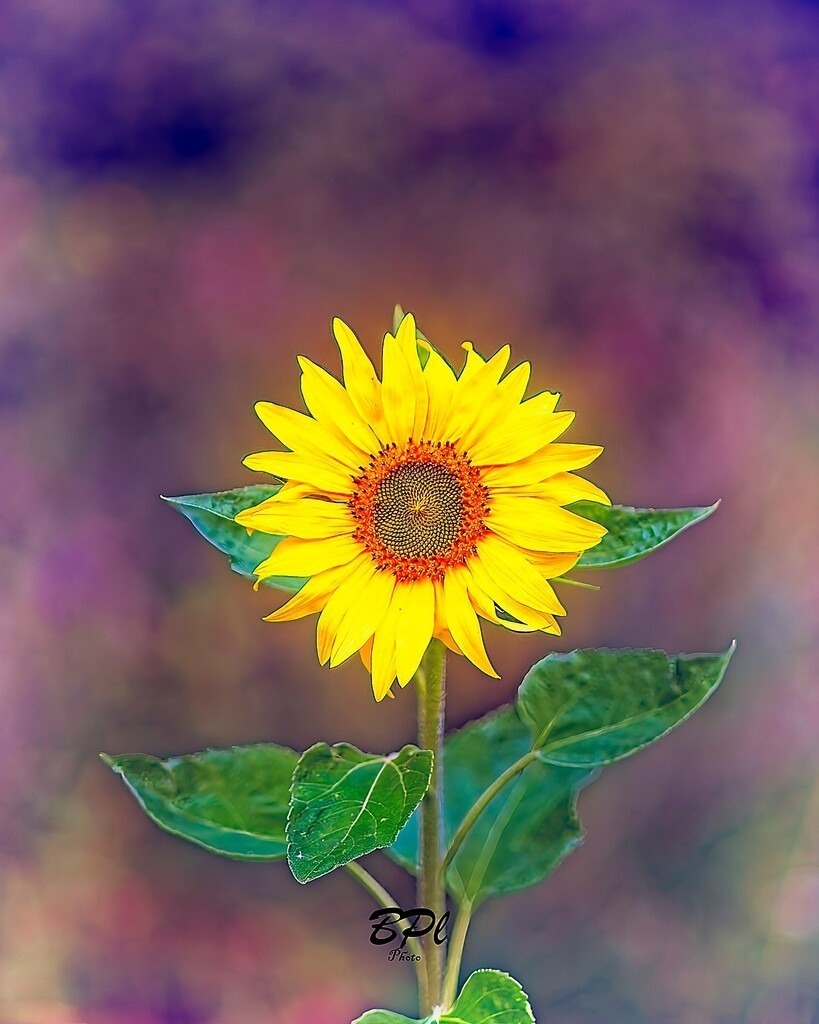 Sonnenblume | Eine Nahaufnahme einer Sonnenblume. Der Hintergrund wird durch ein Bokeh ergänzt. - Realisiert mit Pictrs.com