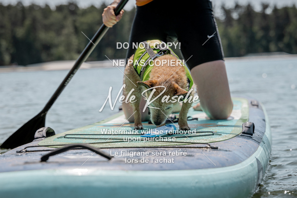 nelerasche_saSUP1_142 | nelerasche
