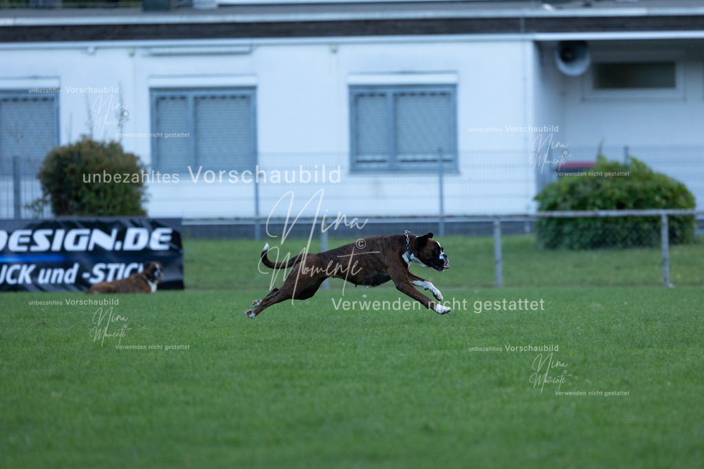 _16A4552 | Einzigartige Fotos von Hunden & Menschen –Actionfotos, Portraits, Vereinsaufnahmen & Paarshootings – authentisch, lebendig & mit Herz.