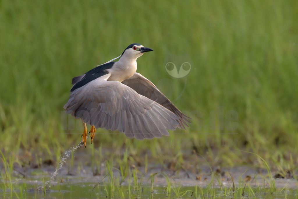 R6M35862_20260531 | Ein Nachtreiher (Nycticorax nycticorax) ist im Moment des Starts aus dem Wasser festgehalten. Seine Flügel sind weit ausgebreitet, und seine gelben Beine sind noch knapp über der Wasseroberfläche, wobei eine deutliche Wasserspur zu sehen ist. Der Vogel hat ein charakteristisches schwarzes Oberteil, weiße Unterseite und graue Flügel. Seine roten Augen stechen hervor. Der Hintergrund zeigt unscharfes grünes Gras, das auf eine Feuchtgebietumgebung hindeutet. - Realisiert mit Pictrs.com