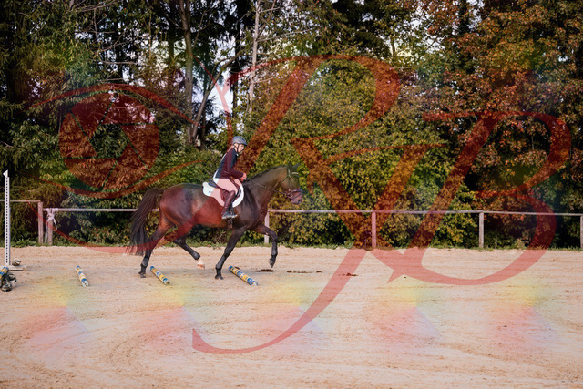 2026_10_03_Siefer-Hof_143956_Z81_10383115 | Professionelle Reitsport-, Turnier- und Eventfotografie von Robert Broda. Galerien mit ausgewählten und bearbeiteten Bildern direkt online ansehen und bestellen.