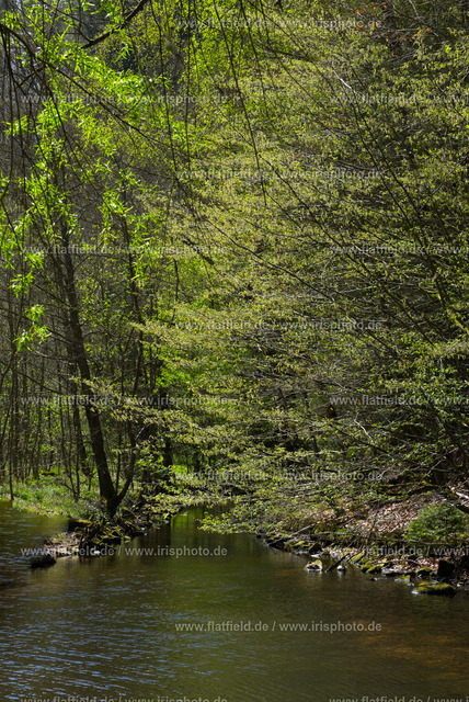 Karlstalschschlucht / Klug´sche Mühle | Landschaftsfoto Pfälzer Wald