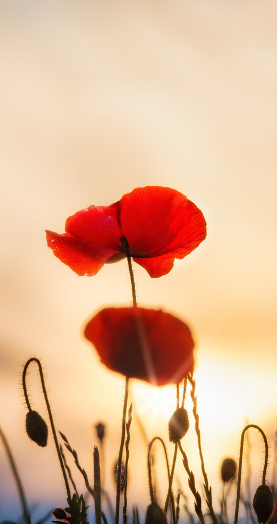 Mohnblüte im Gegenlicht | Wir machen aus Ihren Bildern Erinnerungen für die Ewigkeit | Hochwertige Fotografien für Ihr zu Hause. - Realisiert mit Pictrs.com