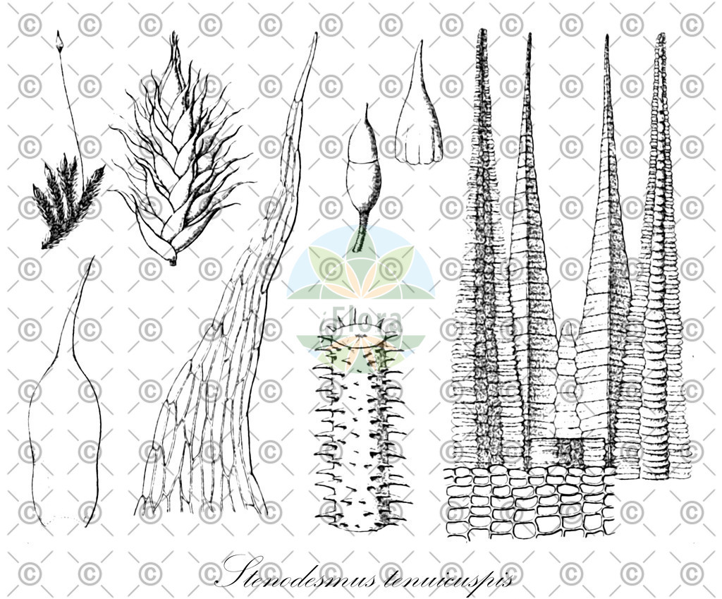 HistAbb_wfo-0000316191_1_ENZY_Simple | Historische Abbildung von Stenodesmus tenuicuspis - Callicostaceae | Historical Illustration of Stenodesmus tenuicuspis - Callicostaceae