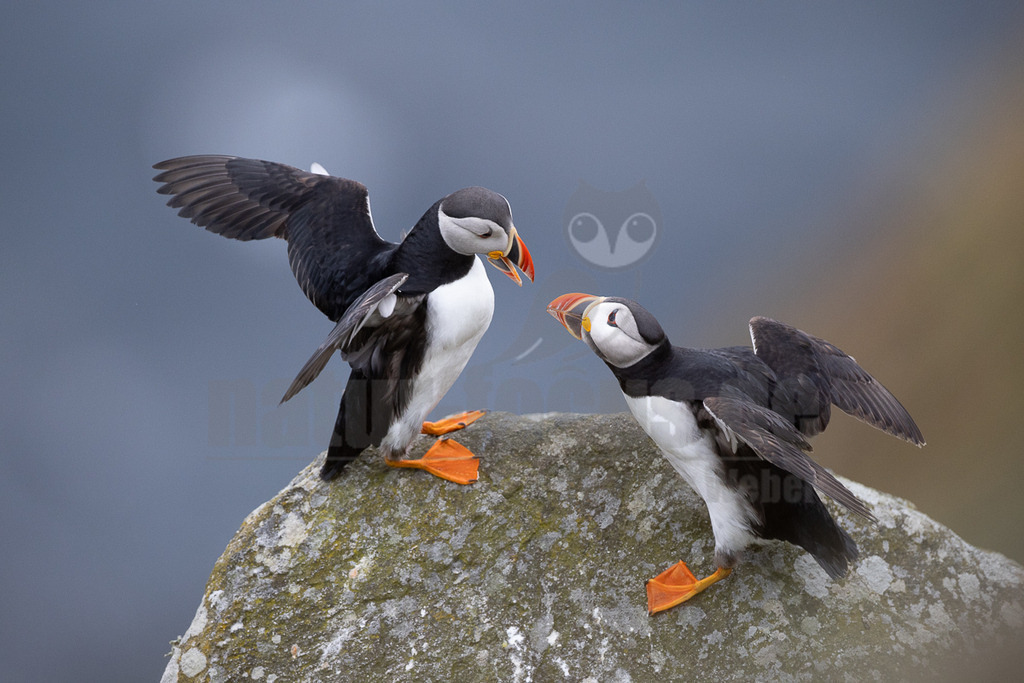 R5NF9930-20230719 | Das Bild zeigt zwei Papageitaucher (Fratercula arctica) auf einem Felsen. Der linke Papageitaucher hat seine Flügel ausgebreitet, während der rechte den linken ansieht. Die Vögel haben leuchtend orangefarbene Füße und Schnäbel, die einen starken Kontrast zu ihrem schwarz-weißen Gefieder bilden. - Realisiert mit Pictrs.com