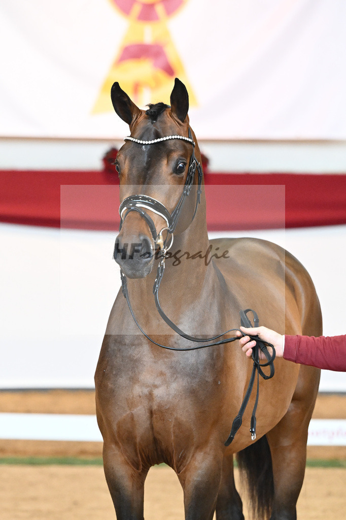 Kat-Nr. 55 Va Bene x Goldberg_Kuntz_43230543 | hf-fotografie - Realisiert mit Pictrs.com