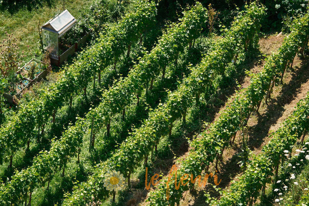 Rebberge mitten in Bern? | Dies ist der Shop von Florian Blum - le fleuri. Langenthal, Bern, Schweiz. Sie können hier meine oder ihre eigenen Fotos als Fotoprodukte kaufen. Tassen, Schlüsselanhänger, Taschen etc. können Sie hier gestalten.  - Realisiert mit Pictrs.com