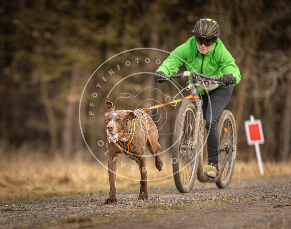 DV3A3475 | Hundefotografie, Tierfotograf, Pfotenfotografie, Fotoshooting Hund, Hunde Portrait, Hundesport, Hundeportraits, Heideshooting, Hunde, Sportfotograf, Hundefotograf, Turnierhundsport, THS,  - Realisiert mit Pictrs.com