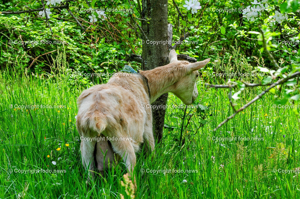 Linz_ Bauernhof_ 11.04.2025-57 | 11.04.2025, LINZ, AUT, Landwirtschaft, Bauernhof, im Bild Ziege, Ziegen,  Bock, Tiere, Nutztiere, Freilandhaltung, Paarhufer