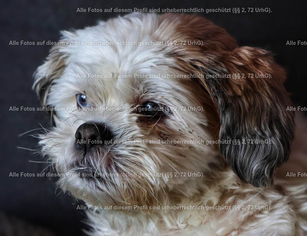 20240309082830_0C4A2664_2-01_2 | krollfotografie - Realisiert mit Pictrs.com