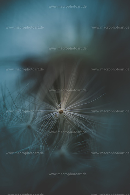 Lowenzahn Detail | Eine Detailaufnahme einer geöffneten Pusteblume - Realisiert mit Pictrs.com
