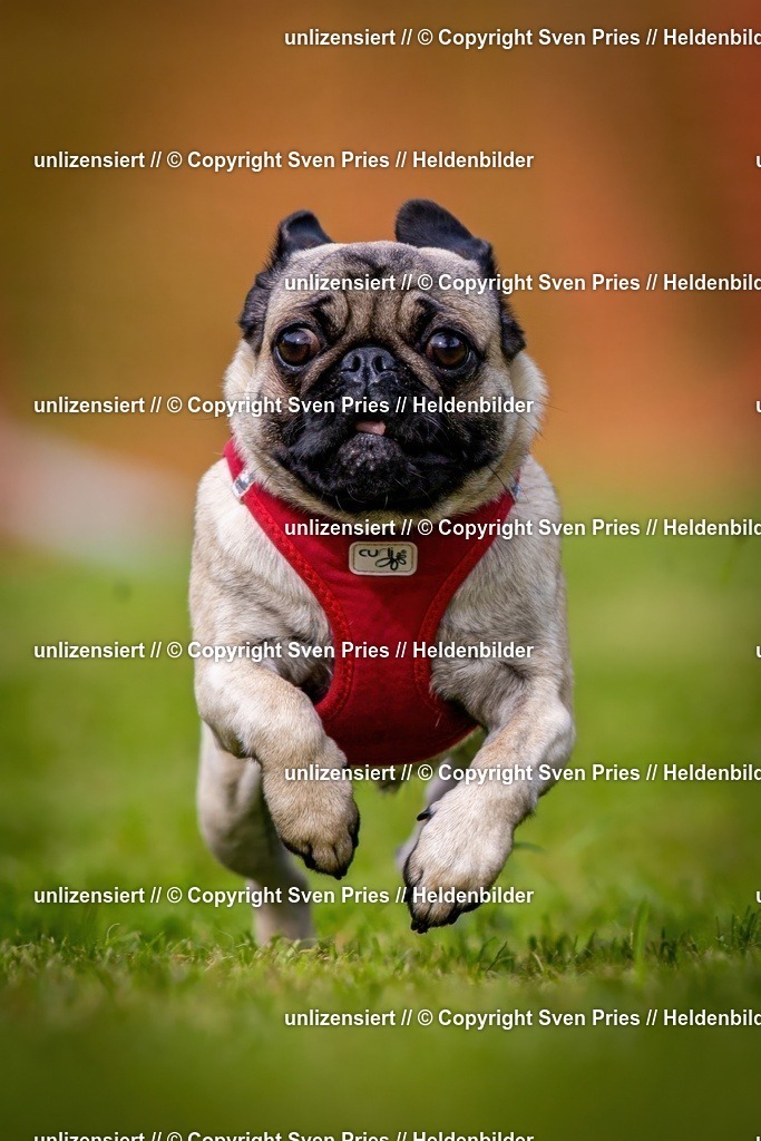 Sven Pries | 2024-09-22 - Hunderennen Baden-BadenPudelverein - Realisiert mit Pictrs.com