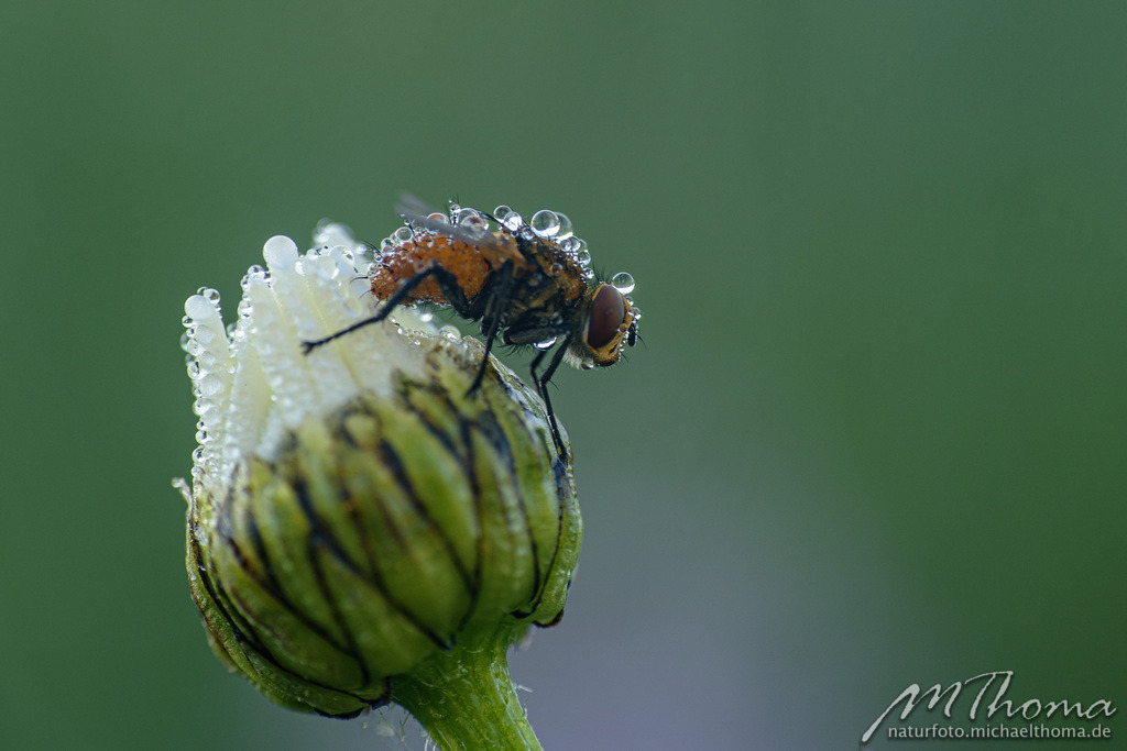 Taubedeckte Fliege | Dies ist der Online-Shop von naturfoto.michaelthoma.de. Ich bin leidenschaftlicher Naturfotograf und fotografiere von der Andromedagalaxie bis zum Zwergtaucher, von der Ameise bis zum Orionnebel alles was mit Natur zu tun hat. Hier kann eine Auswahl meine - Realisiert mit Pictrs.com