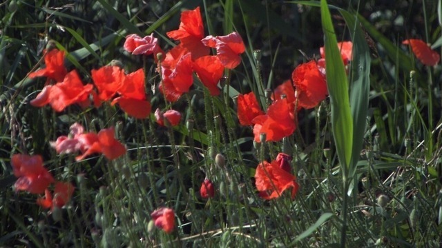 Blühender Mohn | Verkauf von Fotos und  Videoclips zumThema Natur.Motive sind Pflanzen, Tiere, Landschaftenund Wetter