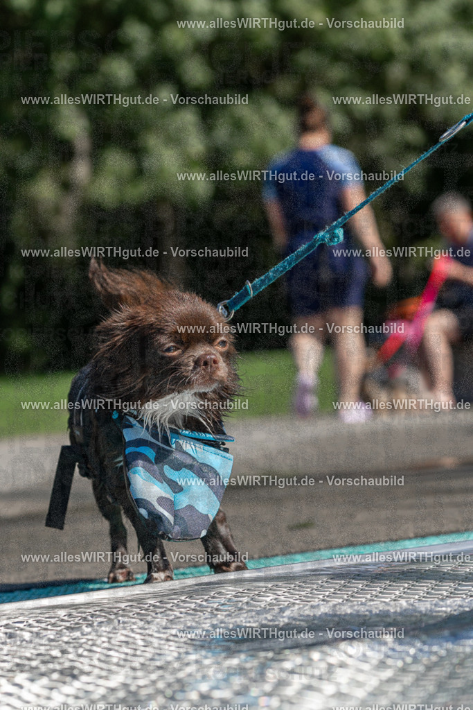 Hundeschwimmen_Volksbad_2026-allesWIRTHgut_Tierfotografie-2609061257-FAY06625 | Professionelle Tierfotografie in Mönchengladbach von Daniel Wirth (allesWIRTHgut). Liebevolle & natürliche Bilder von Hunden & Katzen für unvergessliche Erinnerungen.