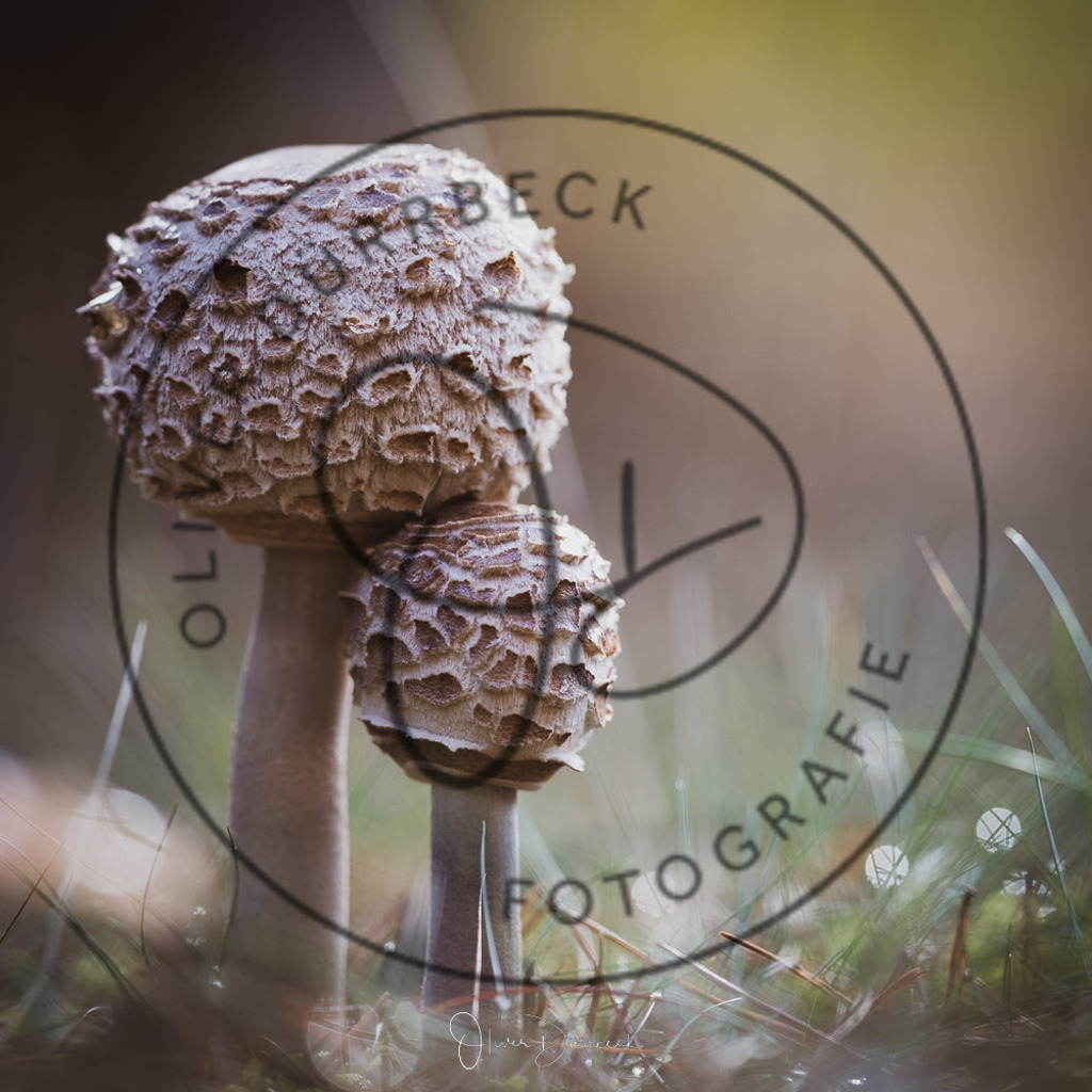 natur-pilze-04 | Shop für Kindergartenfotografie und andere Fotoprodukte von Oliver Dürrbeck Fotografie. - Realisiert mit Pictrs.com