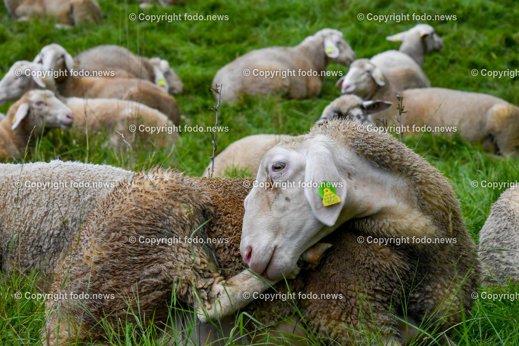 Schafe_ 24.10.2025-3 | 24.10.2025, Linz, AUT, Schafe, im Bild Themenbild, Schafe, Herde, Wiese, Weide, Natur, Tierfotografie, Gras, Ohrmarke, ruhend, friedlich, Landleben, Landwirtschaft, Bauernhof, Tierhaltung, Fellpflege, Nahaufnahme, Gruenflaeche, Nutztier, Wolle, Feature, Symbolbild