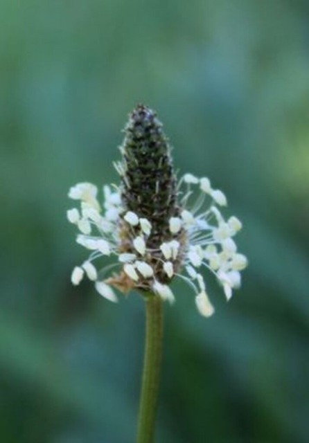 spitzwegerich | Verkauf von Fotos und  Videoclips zumThema Natur.Motive sind Pflanzen, Tiere, Landschaftenund Wetter - Realisiert mit Pictrs.com