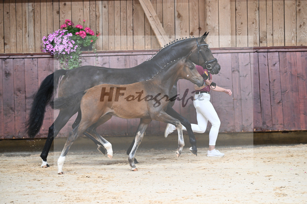 Kat-Nr. 3 HF Shu Fu_Sepp_26230037 | hf-fotografie - Realizzato con Pictrs.com