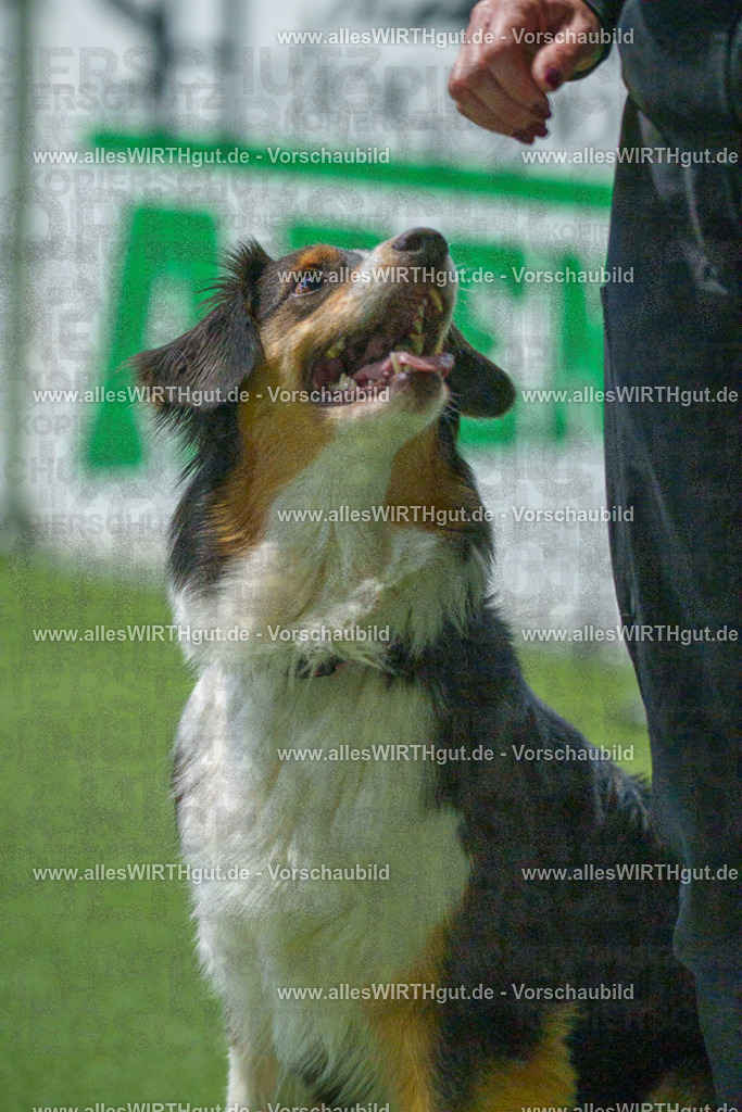 7R506903 | Professionelle Tierfotografie in Mönchengladbach von Daniel Wirth (allesWIRTHgut). Liebevolle & natürliche Bilder von Hunden & Katzen für unvergessliche Erinnerungen.