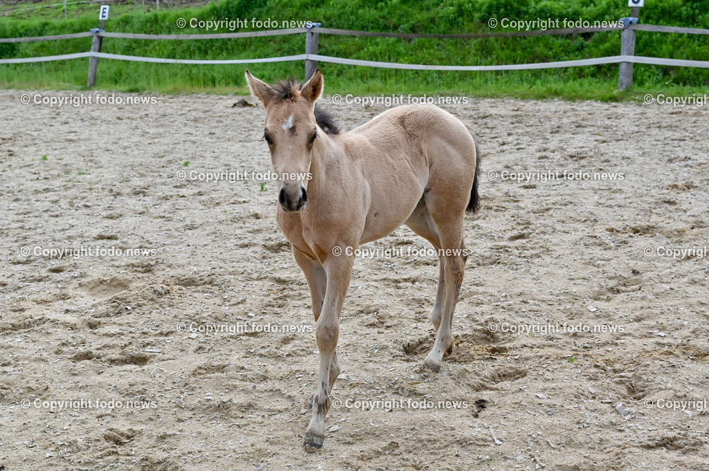 Otis_ 25.05.2023-10 | 25.05.2023, Slowakei, SVK, Dolný Moštenec, im Bild Fohlen, Pferd, Quarter Horse, Reitplatz