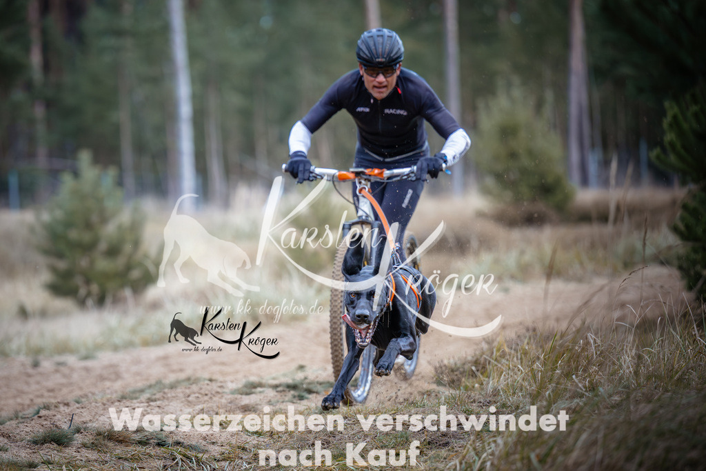 Fliegender Labbi | kk-dogfotos