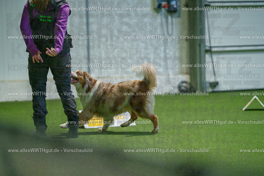 7R503938 | Professionelle Tierfotografie in Mönchengladbach von Daniel Wirth (allesWIRTHgut). Liebevolle & natürliche Bilder von Hunden & Katzen für unvergessliche Erinnerungen.
