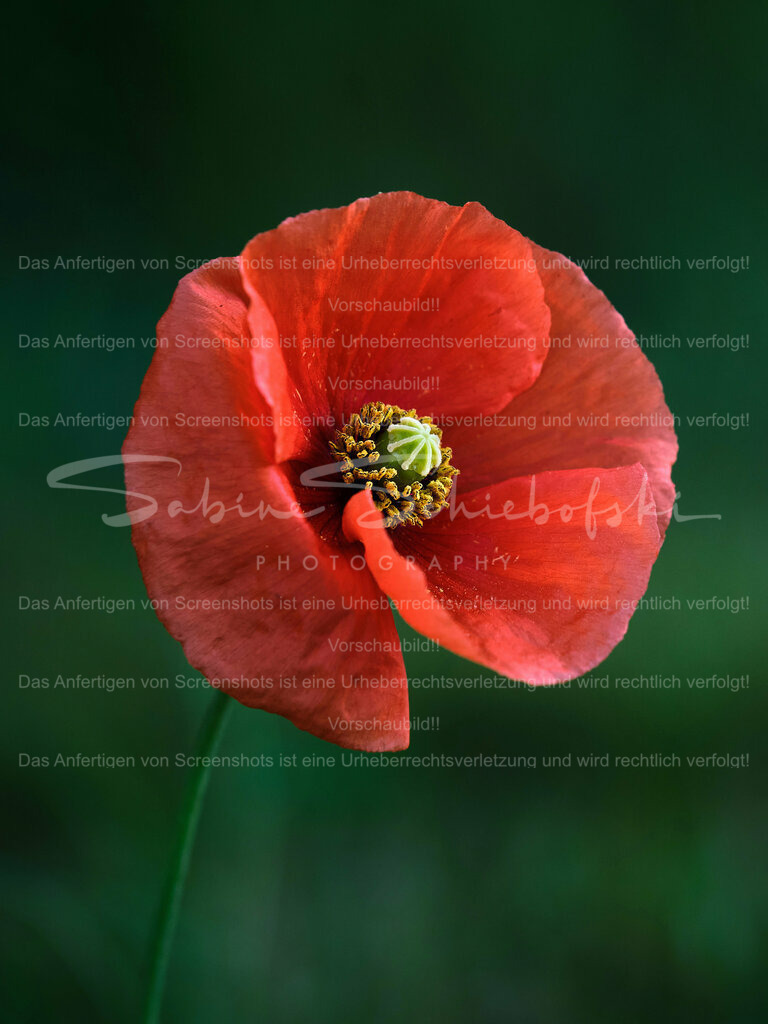 Wandbild Mohn Portrait | Klatschmohn Blüte am Morgen - Realisiert mit Pictrs.com