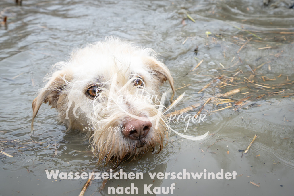 1412_ZZ97400 | kk-dogfotos