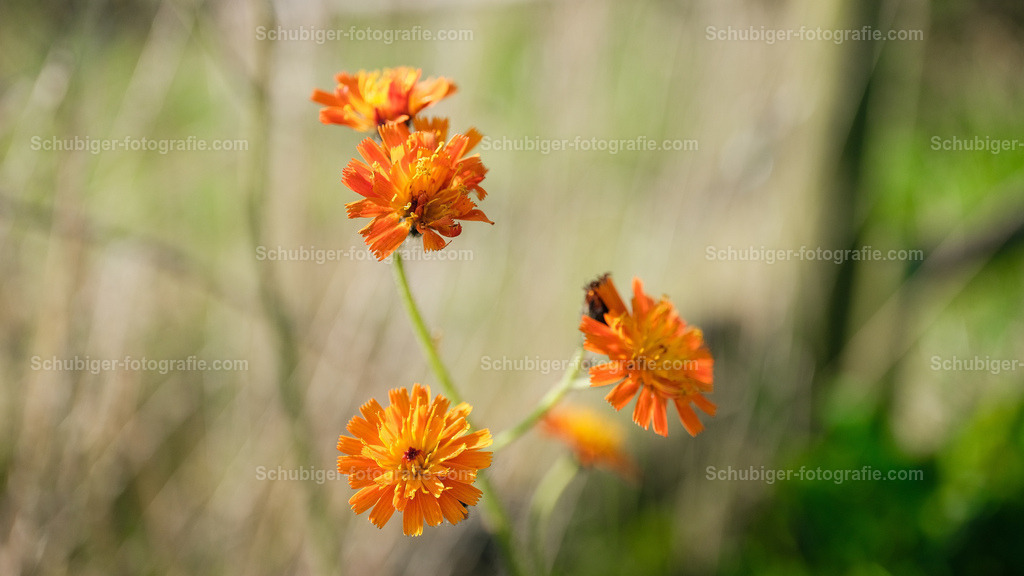 Oranger Habichtskräuter | Die Habichtskräuter bilden eine Pflanzengattung in der Familie der Korbblütler. Die Gattung umfasst sehr viele Arten mit zahlreichen Unterarten, die teilweise sehr schwer zu bestimmen sind. Durch unterschiedliche Fortpflanzungs- und Kreuzungsmöglichkeiten ist auch die Einordnung schwierig. Wikipedia - Realisiert mit Pictrs.com