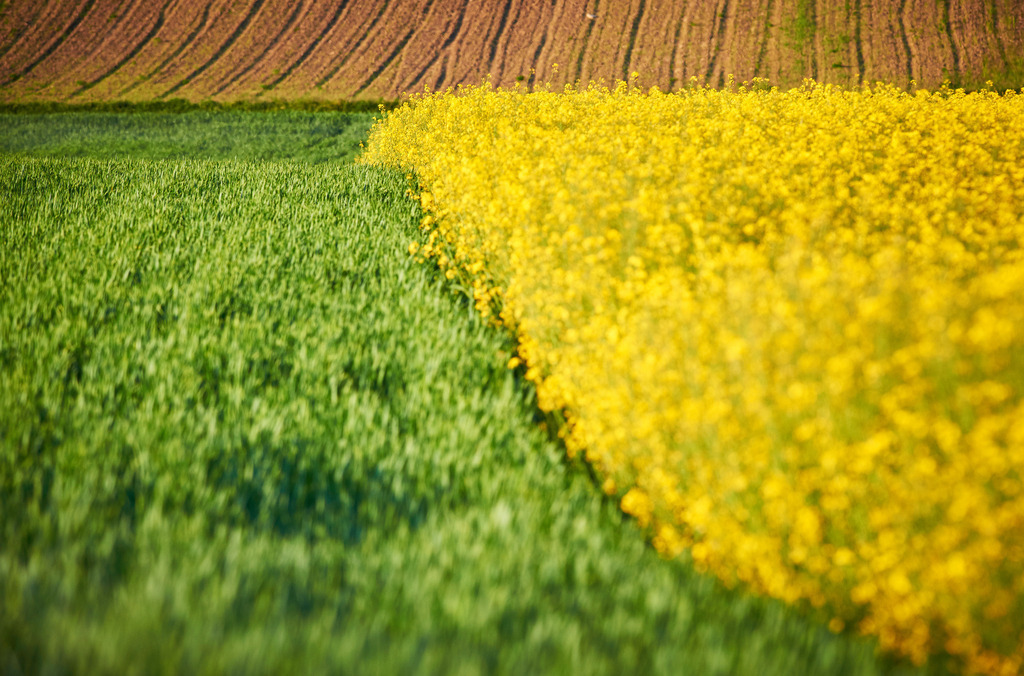 Rapsfeld im Weinviertel | Enzsersfeld, Austria - May 11, 2015: Rapsfeld im Weinviertel. - Realisiert mit Pictrs.com