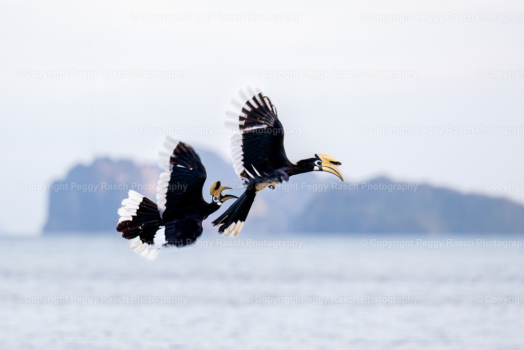 Thailand_Hornbills_2025 (24) | PeggyRaschPhotography - Realisiert mit Pictrs.com