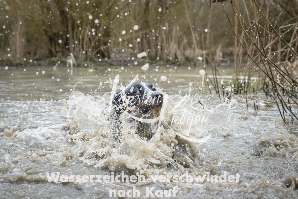 1420_ZZ98438 | kk-dogfotos
