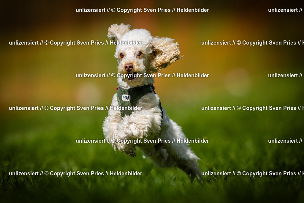 Sven Pries | 2025-04-13 - Hunderennen Baden-Baden - Realisiert mit Pictrs.com