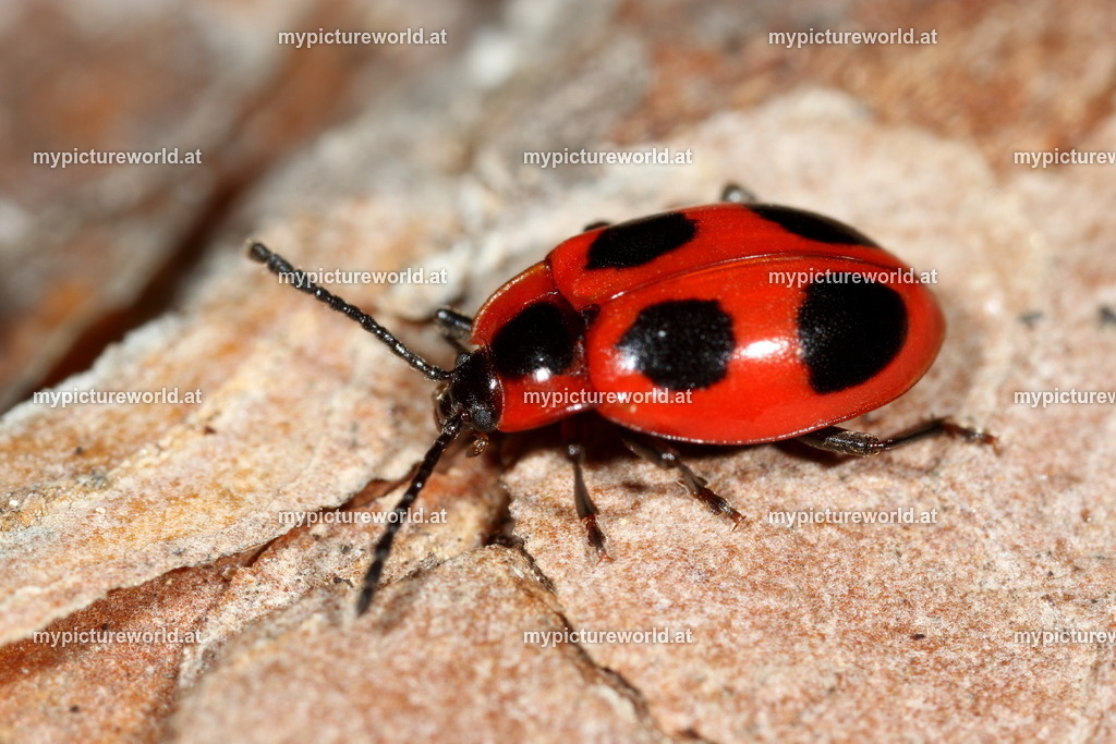 Endomychus coccineus-003 | Das Bilderarchiv über Tiere, Planzen und Landschaften. In der Bilddatenbank finden Sie ein große Auswahl an hochwertigen Bilder für Ihre Werbung - Realisiert mit Pictrs.com