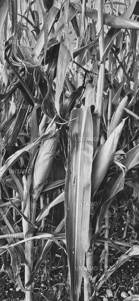 Mais SW Kontrast | untamo - Realisiert mit Pictrs.com