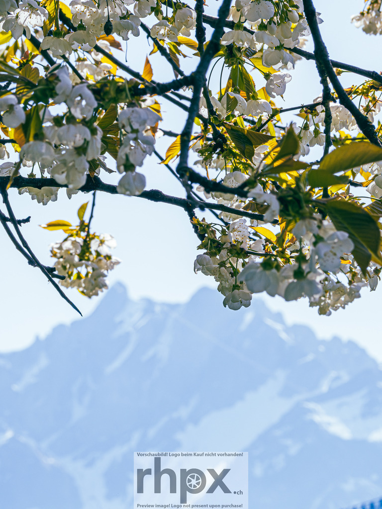 Frühling in Luzern – Blüten vor Pilatus | Stimmungsvolle Fotokunst aus Luzern. Erlebe den Pilatus, den See und die Stadt Luzern in exklusiven Aufnahmen in der Fotogalerie & Shop. - Realisiert mit Pictrs.com