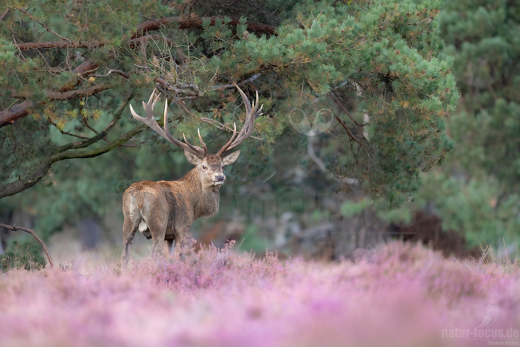 R5NF6859-2023 | Der Rothirsch ist eine Art der Echten Hirsche. In der Jägersprache spricht man vom Rotwild. Wie bei den meisten anderen Vertretern der Hirsche bildet nur das männliche Tier jährlich ein Geweih aus.  - Realisiert mit Pictrs.com