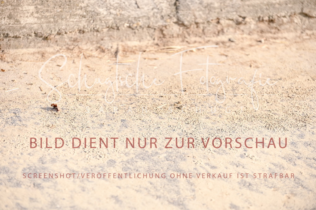 Schugtsche-Aluta25-52.Dressurprf.M2Kand-24 | Schugtsche Fotografie - Realized with Pictrs.com