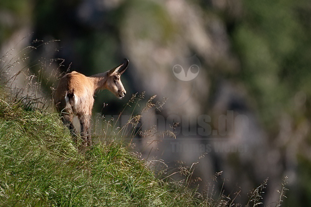 20210725075039 | Die Gämse (Rupicapra rupicapra), in der Jägersprache mit Gams oder Gamswild bezeichnet, ist eine in Europa und Kleinasien beheimatete Art der Ziegenartigen. Zusammen mit der Pyrenäen-Gämse und weiteren Arten gehört sie zur Gattung der Gämsen (Rupicapra). - Realisiert mit Pictrs.com