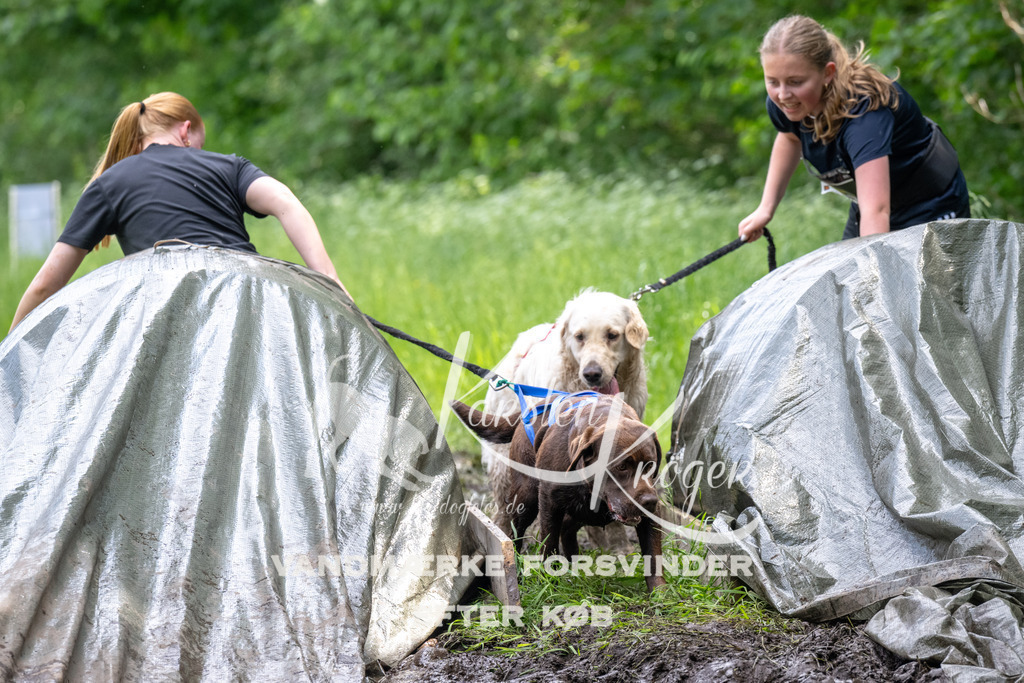1250_ZZ93863 | kk-dogfotos