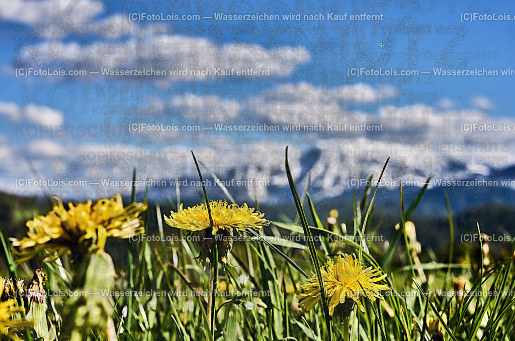 ALP4656_Ortbauer-Kraxenberg_weisser Oetscher | (C)FotoLois.com, Alois Spandl. Weißer ÖTSCHER im Frühling beim Ortbauer am Kraxenberg, Sa 27. April 2024.