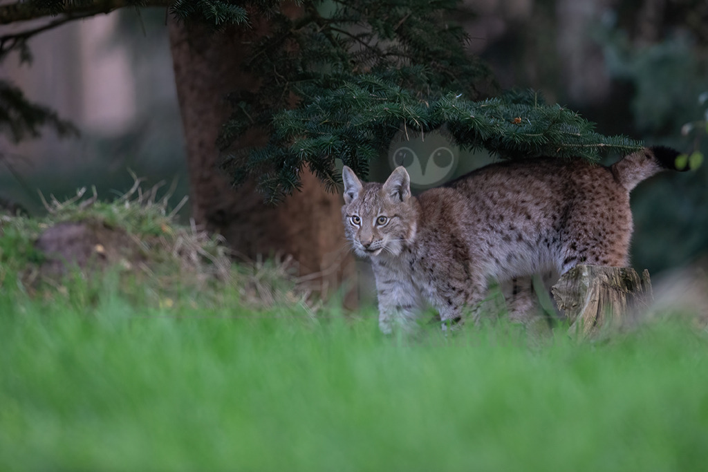 20191027165900 | Luchse sind Katzen und in Europa die größten Vertreter dieser Familie. Sie erreichen ungefähr die Größe eines Schäferhundes. Das Fell ist gefleckt, im Sommer ist es meistens rötlich braun und die Flecken sind stärker ausgeprägt. Im Winter wird das Fell dichter und wechselt hin zu einer eher bräunlich-grauen Färbung. - Realisiert mit Pictrs.com